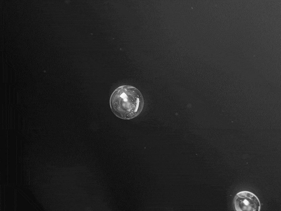 官网三文鱼微晶详情页（1）_画板-1-01_03.gif